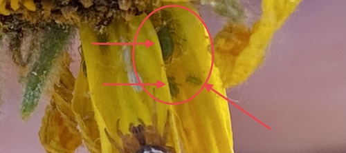 iNaturalist observation photo of Insects