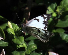Belenois gidica abyssinica