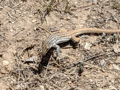 Aspidoscelis scalaris