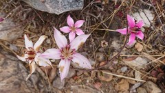 Strophanthus