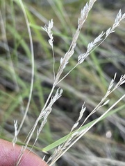 Agrostis pallens