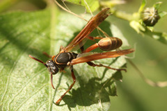 Mischocyttarus drewseni