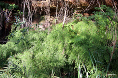 Gleichenia microphylla