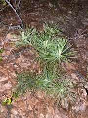 Pinus