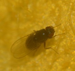 Brachycera