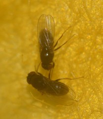 Brachycera