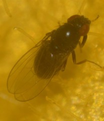 Brachycera