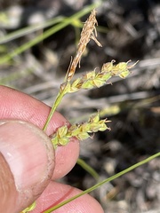 Carex triquetra