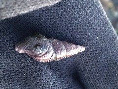 Ophiodermella inermis