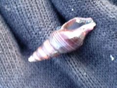 Ophiodermella inermis