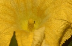 Brachycera