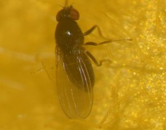Brachycera