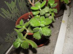 Cotyledon tomentosa tomentosa