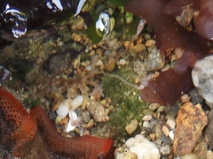 Ectopleura