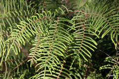 Gleichenia microphylla