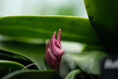 Bulbophyllum patens