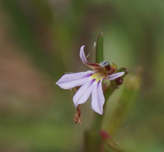 Lobelia anceps