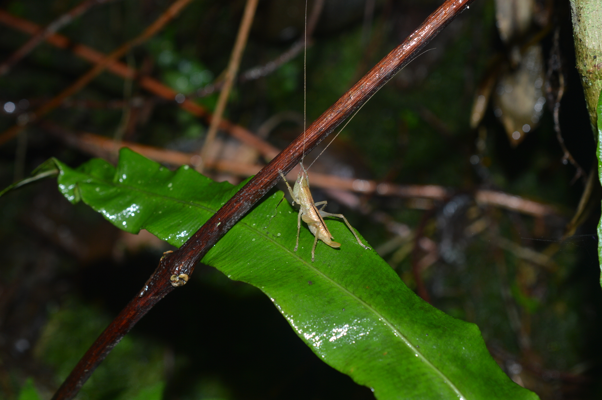 Acanthacara acuta image