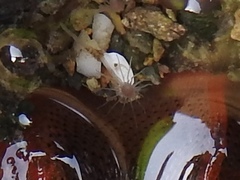 Ectopleura