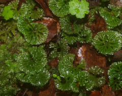 Hymenophyton flabellatum