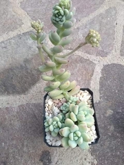 Sedum treleasei