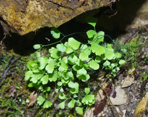 black maidenhair fern