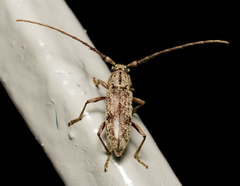 Elaphidion linsleyi
