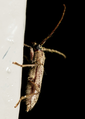 Elaphidion linsleyi