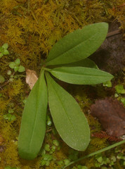 Pterostylis venosa