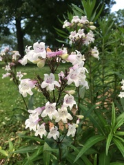 Penstemon laxiflorus
