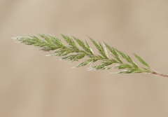 Gastridium phleoides