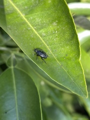 Coleoptera