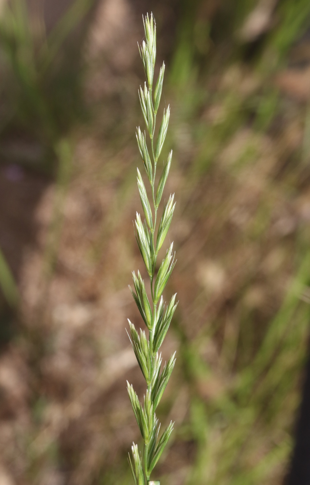 Leymus triticoides