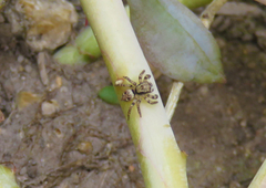 Salticidae