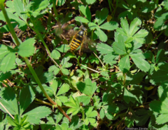 Vespula inexspectata