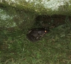 Leptodactylus latrans