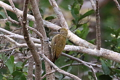 Dryobates passerinus