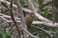 Dryobates passerinus