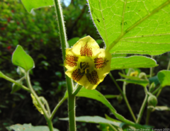 Physalis coztomatl