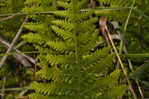 Arthropteris orientalis, photograph 1