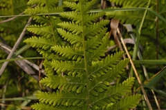 Arthropteris orientalis image