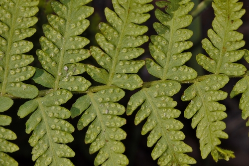 Arthropteris orientalis image