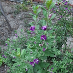 Polygala myrtifolia