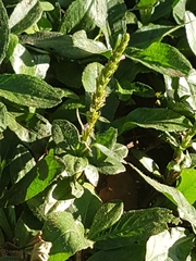 Angiospermae