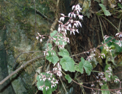 Heuchera longipetala