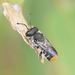 Megachile ferox - Photo (c) Reiner Richter, some rights reserved (CC BY-NC-SA), uploaded by Reiner Richter