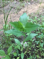 Rudbeckia amplexicaulis