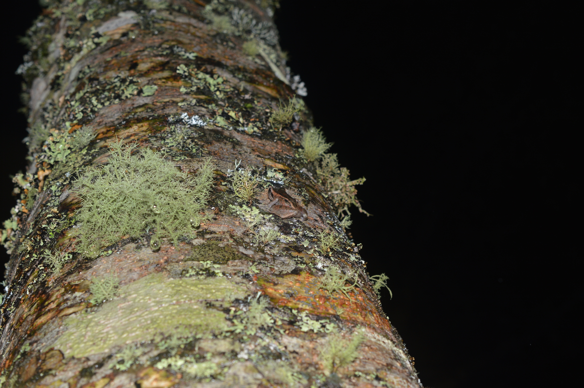 Pristimantis cajamarcensis image
