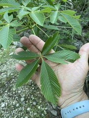 Aesculus pavia flavescens