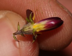 Aspalathus retroflexa bicolor